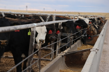 Feedlot pen close up